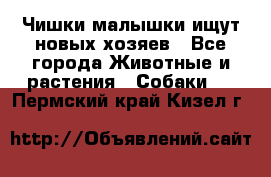   Чишки-малышки ищут новых хозяев - Все города Животные и растения » Собаки   . Пермский край,Кизел г.